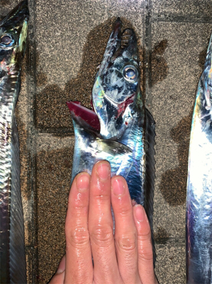 夕方の時合いが半端ないって！！