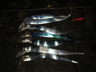 快適な釣りでした