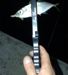 漁港アジングに今期初メバル