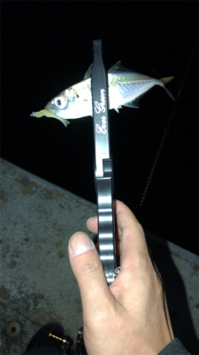 漁港アジングに今期初メバル