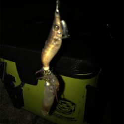 かなり厳しいヒイカ調査(＞＜)