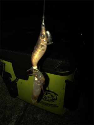 かなり厳しいヒイカ調査(＞＜)