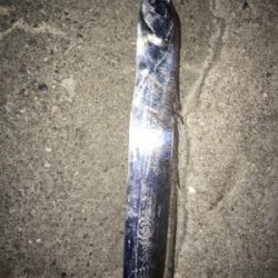 シーバスは獲れず…