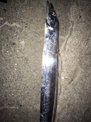 シーバスは獲れず…