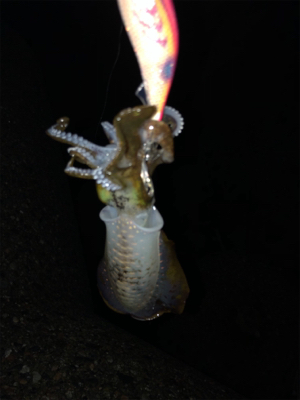 アオリイカ終盤