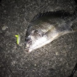 初武庫川フィッシュ