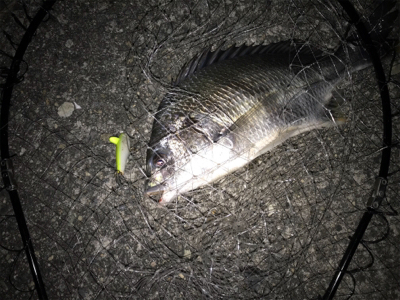 初武庫川フィッシュ