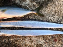 大きいのを釣りたいのは贅沢でしょうか