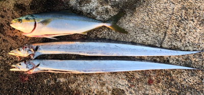 大きいのを釣りたいのは贅沢でしょうか