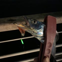 スーパーどじょう