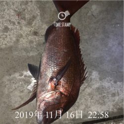 カゴ釣り　真鯛　初心者