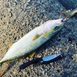 ハマチとサゴシ