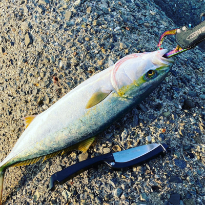 ハマチとサゴシ