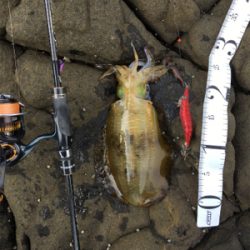 ベタ凪の澄み潮