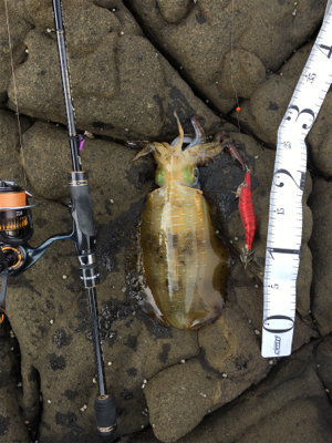 ベタ凪の澄み潮