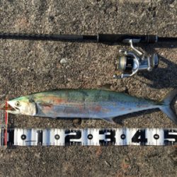 のんびりと昼から釣行