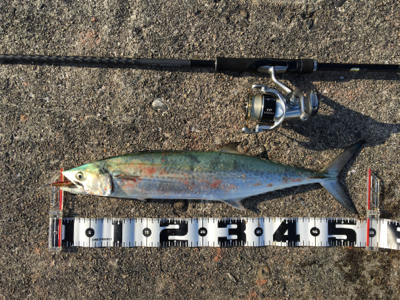 のんびりと昼から釣行