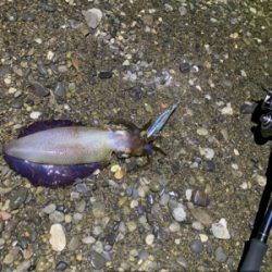 やっと1杯のアオリ