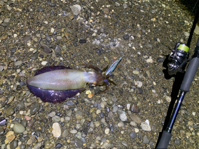 やっと1杯のアオリ