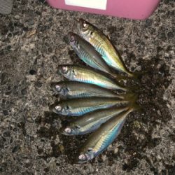 松部港 アジサビキ釣り