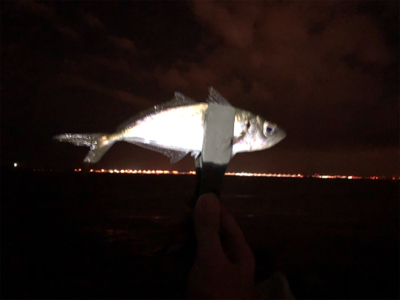 いいサイズのアジング