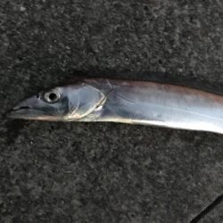 あわや坊主・・・