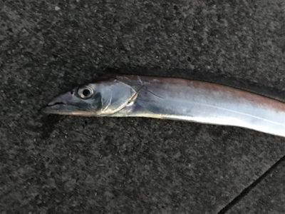 あわや坊主・・・