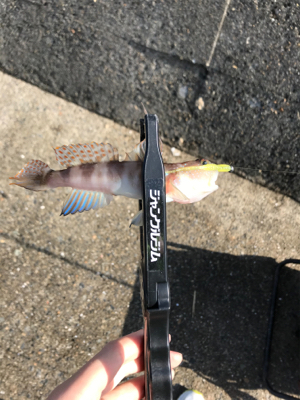 アジを求めて⑬