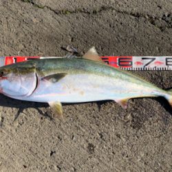 ハマチやらブリ!