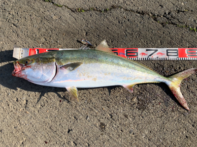 ハマチやらブリ！