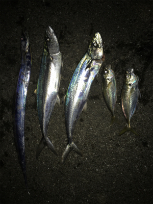 これはこれで面白い