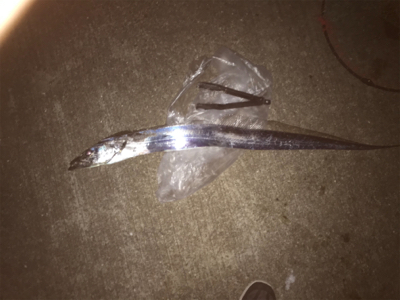 ドラゴンゲット