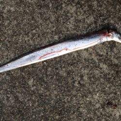 やっぱりホームが一番や!