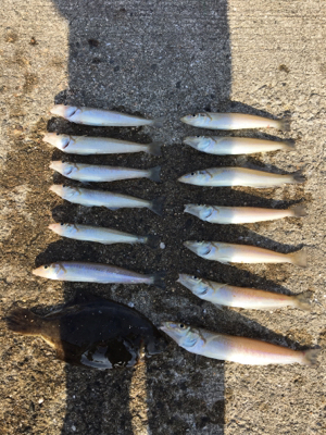 秋っぽい砂地の魚