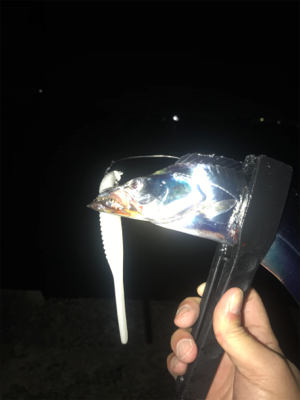 ドラゴンならずアジ釣れず