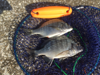 宮崎港 チヌ釣り