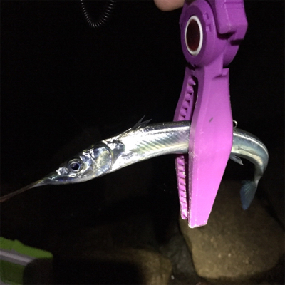 サヨリパターン？？