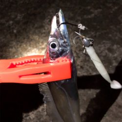 まだまだ釣れるよタチウオ