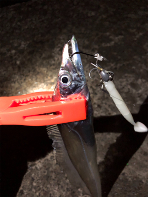 まだまだ釣れるよタチウオ