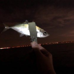 良型アジング 2日目