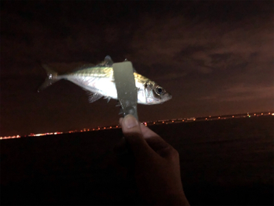 良型アジング 2日目