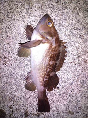 出張明けはパックロッドでライトゲーム