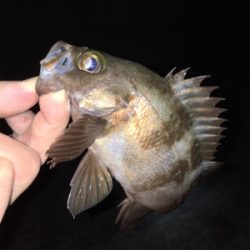 メバル釣れ出しました