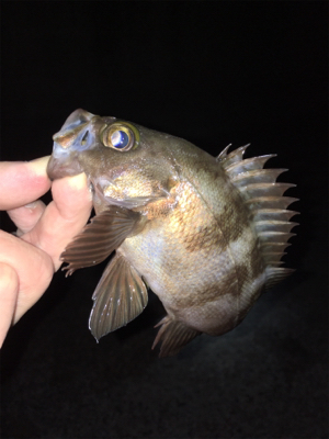 メバル釣れ出しました