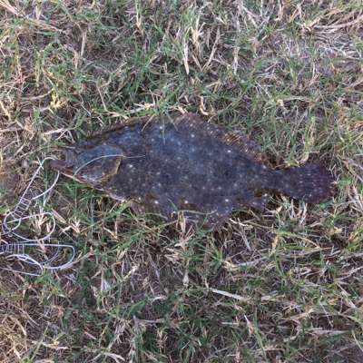 ライトショアジギング