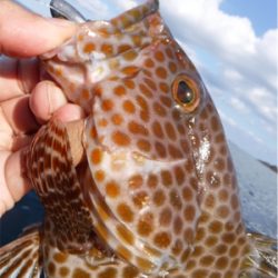 カヤックでハタ狙い！