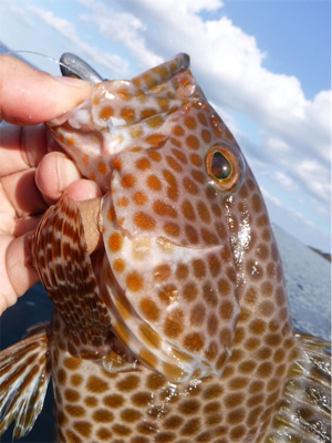 カヤックでハタ狙い！