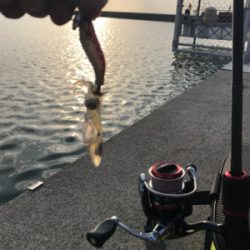 リベンジ 木材港ヒイカ釣り(夕方)