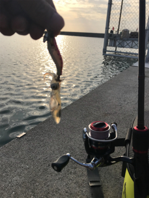 リベンジ 木材港ヒイカ釣り(夕方)