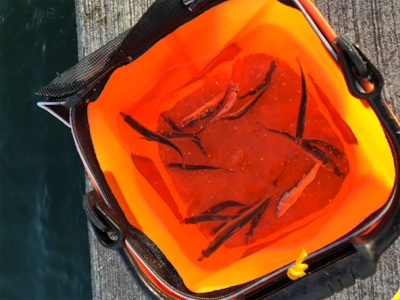 マイワシ大量発生